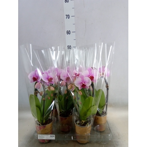 Phalaenopsis  'Elegant Cascade'