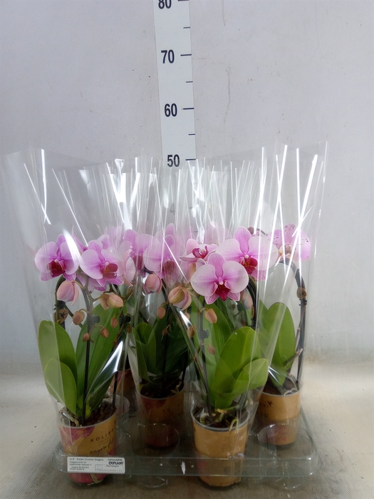 <h4>Phalaenopsis  'Elegant Cascade'</h4>