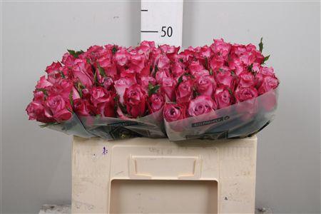 <h4>R Gr Deep Purple</h4>