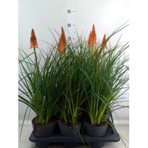 Kniphofia  'Pyromania Backdraft'