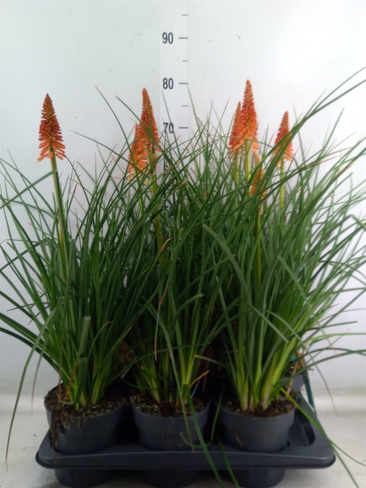 <h4>Kniphofia  'Pyromania Backdraft'</h4>