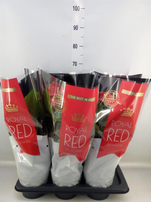 <h4>Anthurium andr. 'Madural'</h4>