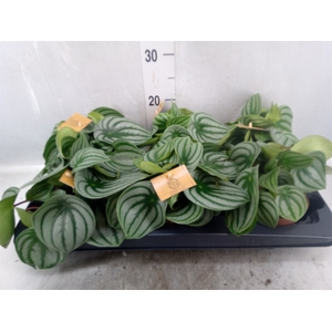 Peperomia argyreia