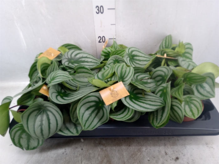 <h4>Peperomia argyreia</h4>