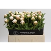 Paeonia Mary E. Nicholls