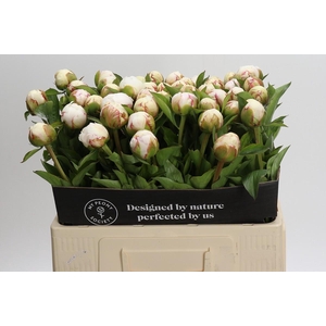 Paeonia Mary E. Nicholls
