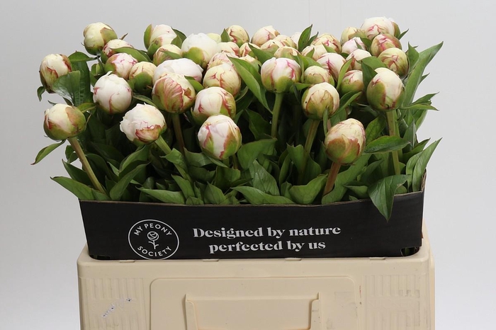 <h4>Paeonia Mary E. Nicholls</h4>