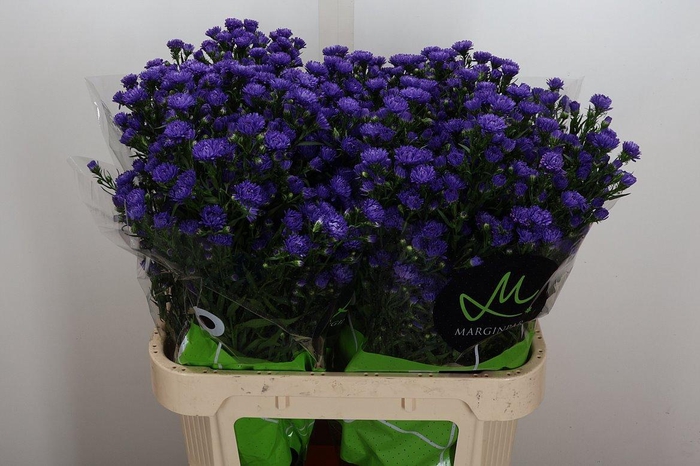 <h4>Ast Astee Dark Milka</h4>