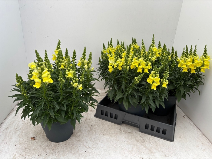 <h4>ANTIRR SULT L YELLOW</h4>