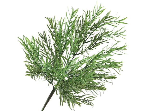 <h4>Rosemarijn Bush Green</h4>