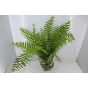 SAMAMBAIA BISERRATA MACHO C21