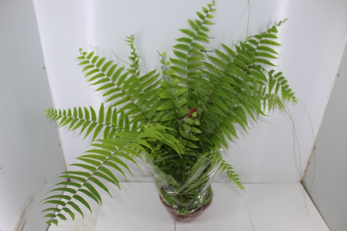 SAMAMBAIA BISERRATA MACHO C21