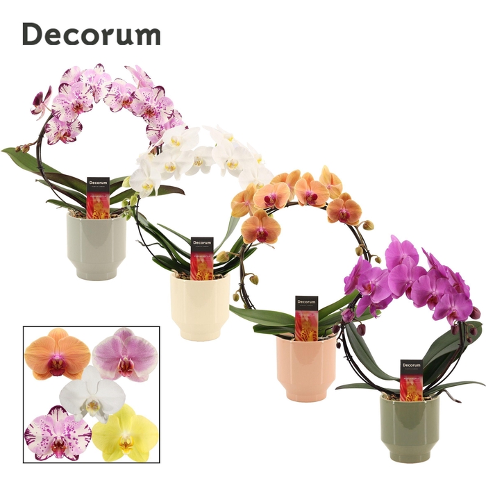 <h4>Phalaenopsis boog mix in Pato (Deco-collection)</h4>