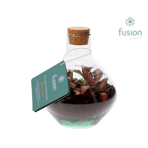 <h4>Terrarium John Mini met Fittonia</h4>