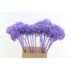 Allium Kbh Milka P St