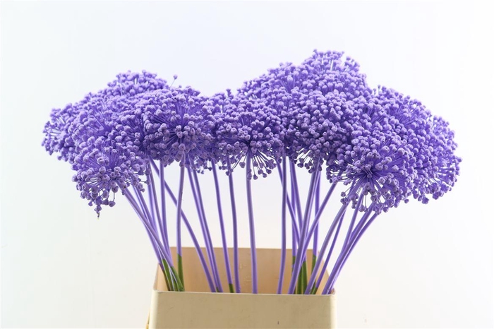 <h4>Allium Kbh Milka P St</h4>