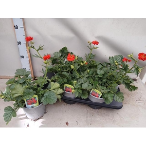 GEUM CH MRS BRADSHAW