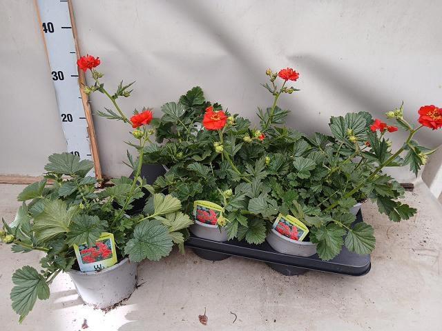 <h4>GEUM CH MRS BRADSHAW</h4>