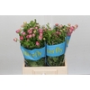 Ranunculus Butterfly Hera