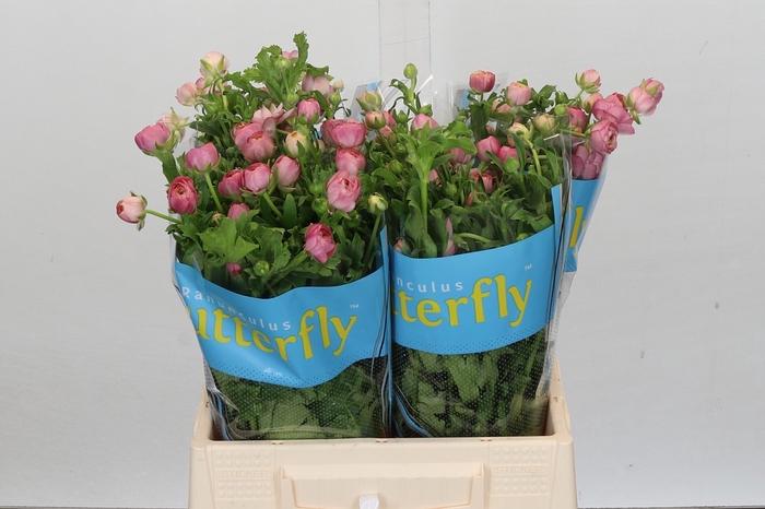 Ranunculus Butterfly Hera