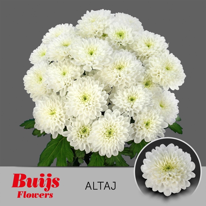 <h4>CHR T ALTAJ</h4>