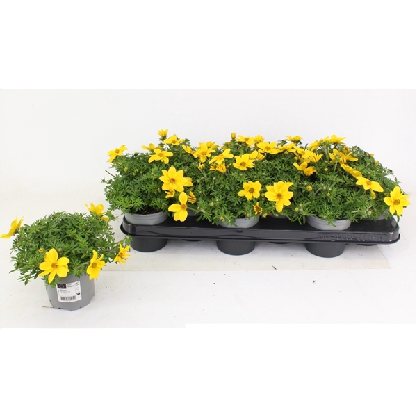 <h4>Bidens ferulifolia Yellow Charm</h4>