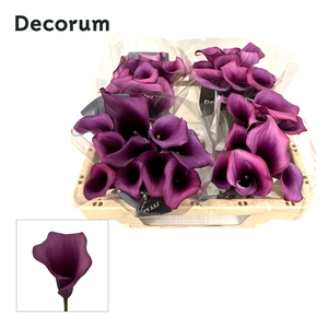 Calla Durban Future