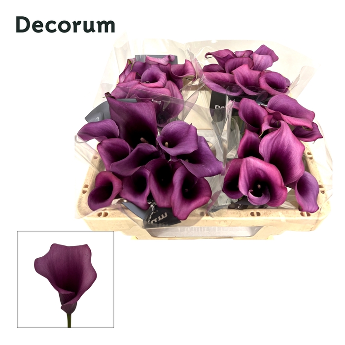 <h4>Calla Durban Future</h4>