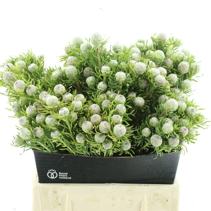 <h4>Leucad Lunar Star</h4>