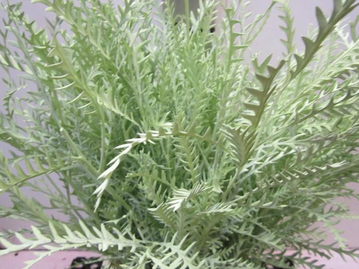 <h4>Ivanhoe Licht Groen</h4>