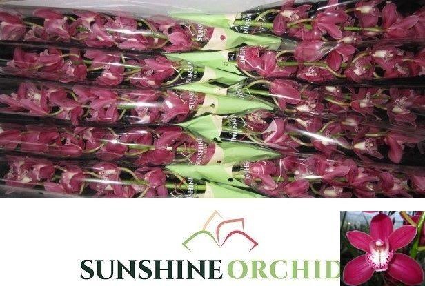 <h4>CYMB MI EARLIFLAME</h4>