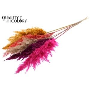 Pampas Grass 100cm 5st/bunch Colourful 10