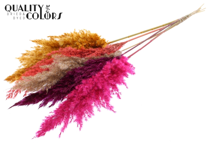 <h4>Pampas Grass 100cm 5st/bunch Colourful 10</h4>
