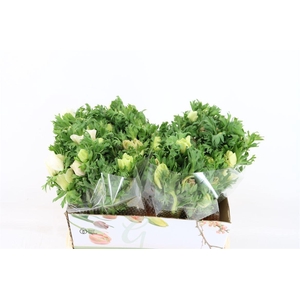 Anem Marianne Panda White