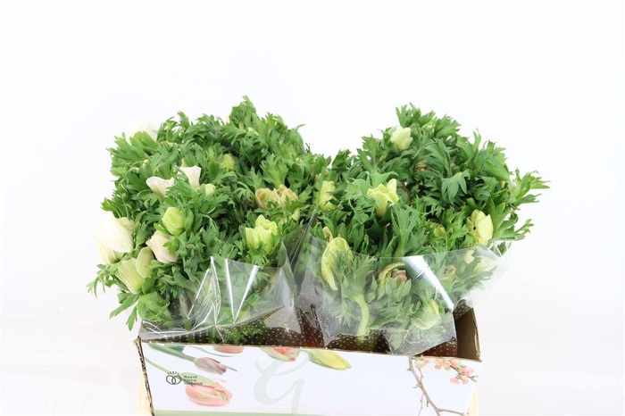 <h4>Anem Marianne Panda White</h4>