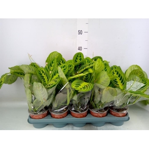 Maranta leuc. 'Lemon'