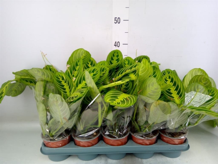 <h4>Maranta leuc. 'Lemon'</h4>