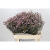 Limonium sinensis Blush Diamond