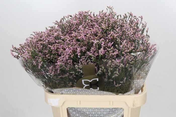 Limonium sinensis Blush Diamond
