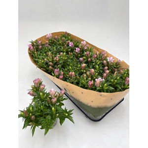 GENT R D PINK STAR