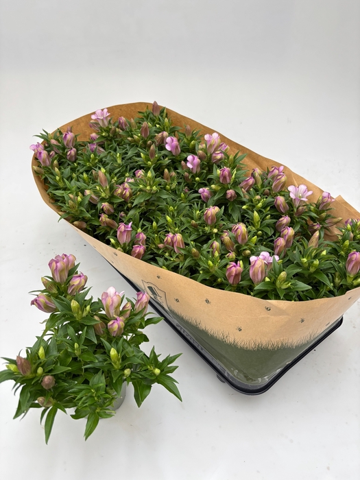 <h4>GENT R D PINK STAR</h4>