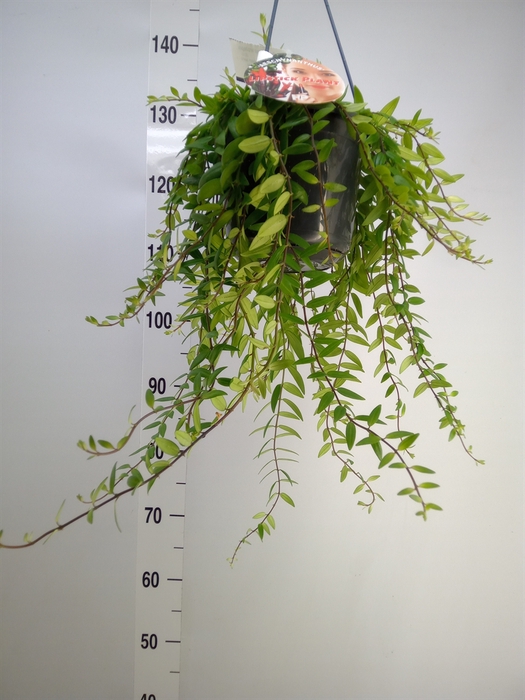 <h4>Aeschynanthus  'Japhrolepis'</h4>