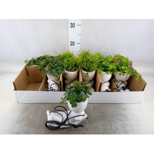 Arr.   Kamerplant Groen L%