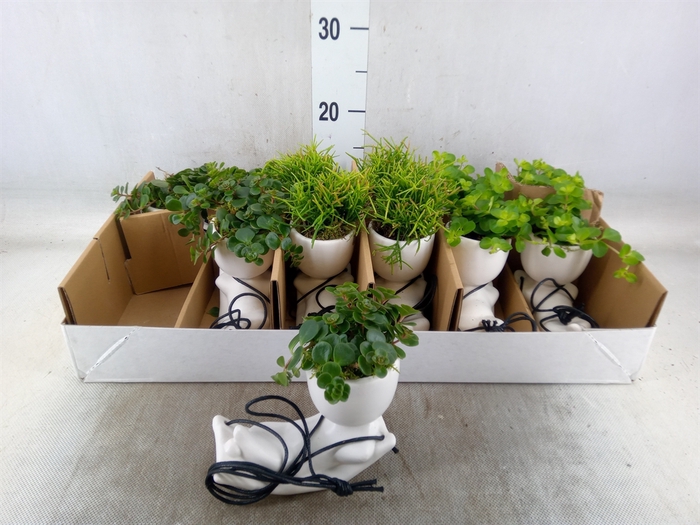 <h4>Arr.   Kamerplant Groen L%</h4>