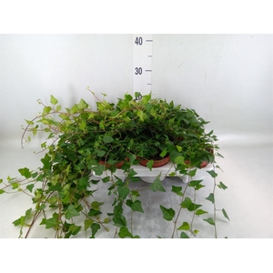 Hedera helix 'Lady Kay'