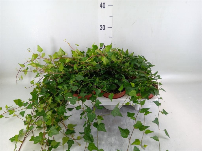 <h4>Hedera helix 'Lady Kay'</h4>