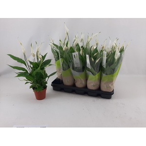 SPATH TORELLI