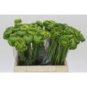 Ranunculus Pon Pon Peterpan