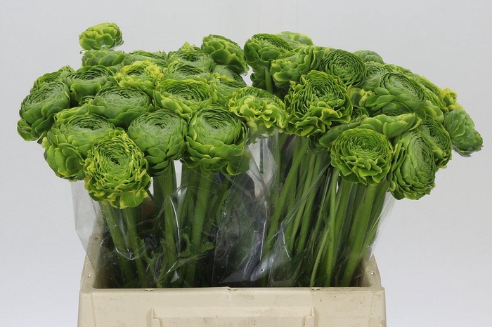 <h4>Ranunculus Pon Pon Peterpan</h4>