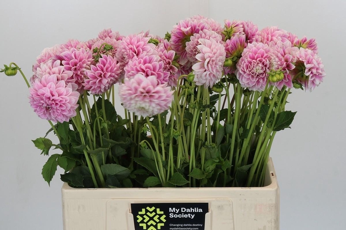 <h4>Dahlia Marshmallow Baby</h4>
